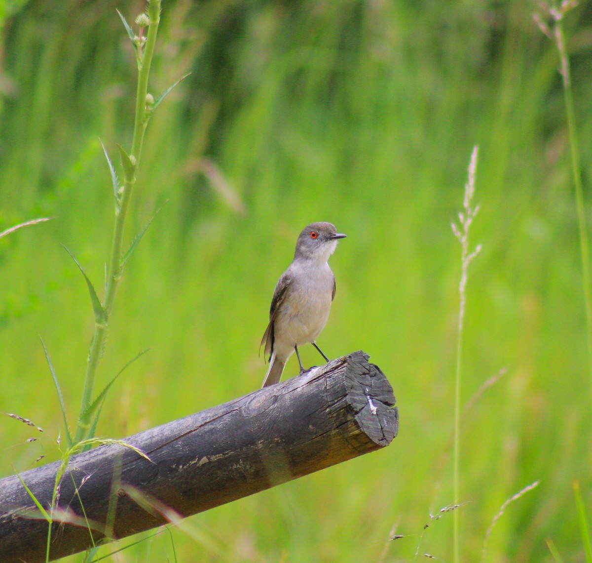 Diyukon Tiranı - ML649876385