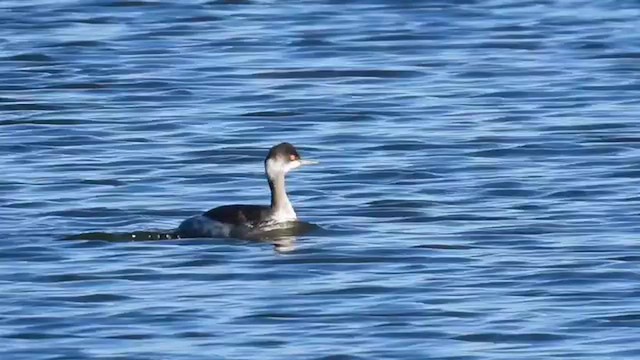 Svasso piccolo - ML649876388