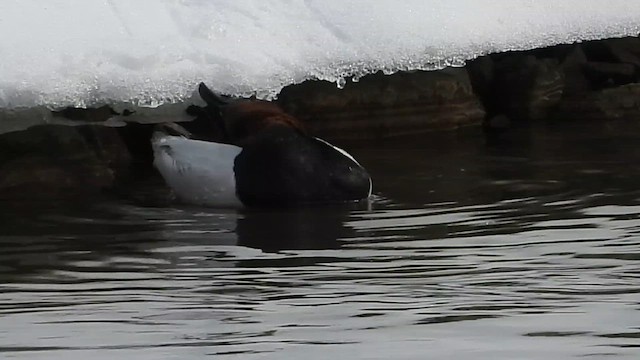 Murgilari bizkarzuria - ML649876554