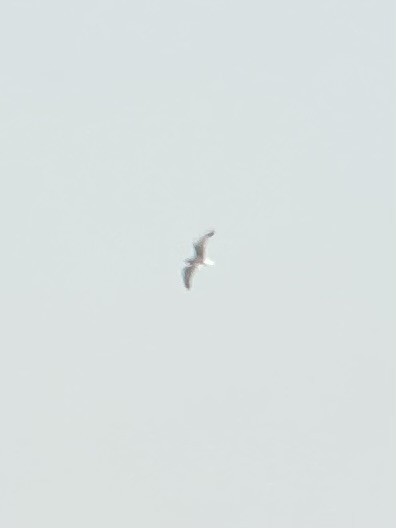 Goéland brun - ML649877160