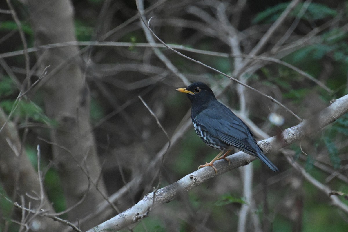 Japanese Thrush - ML649877850