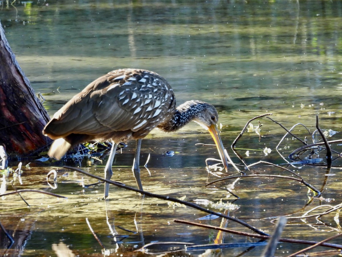 Арама - ML649878012