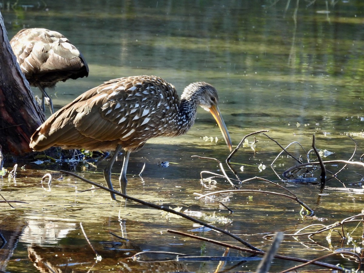 Арама - ML649878013