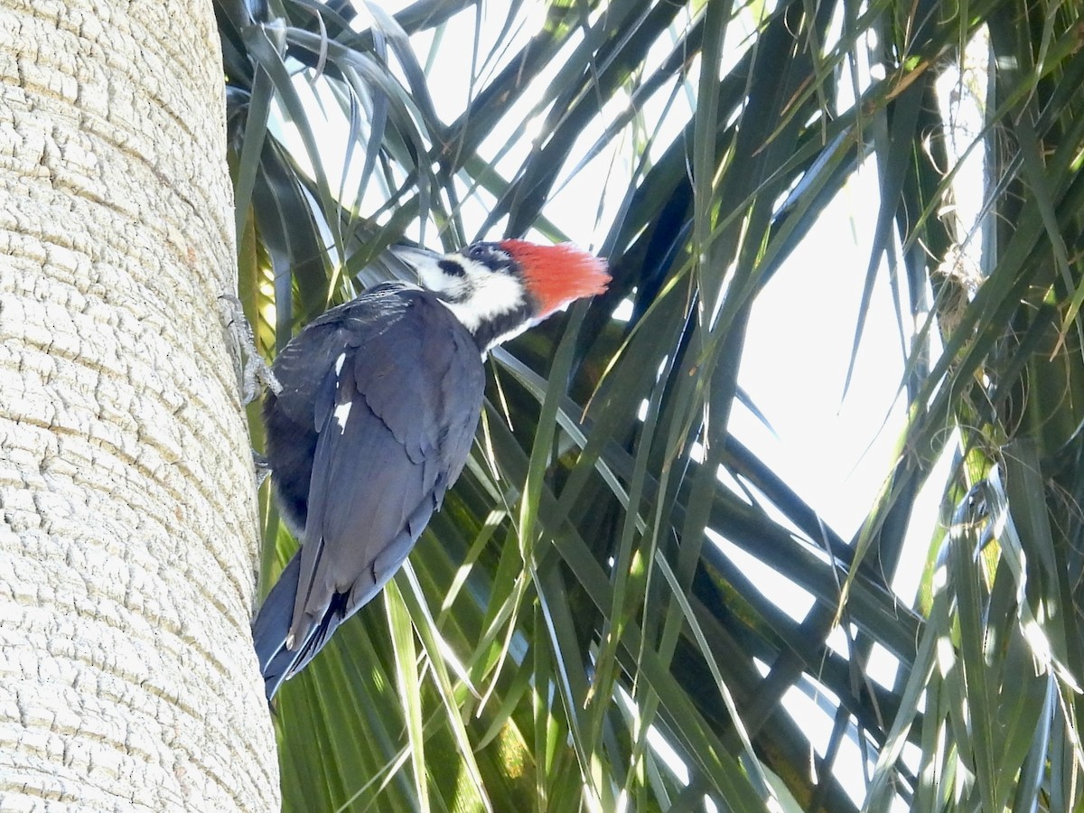 Жовна північна - ML649878031