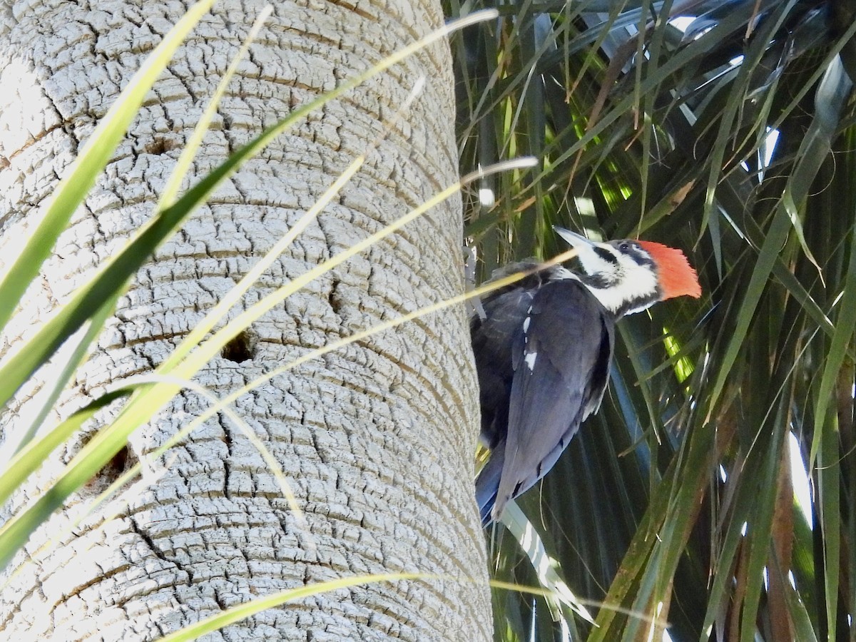 Жовна північна - ML649878032