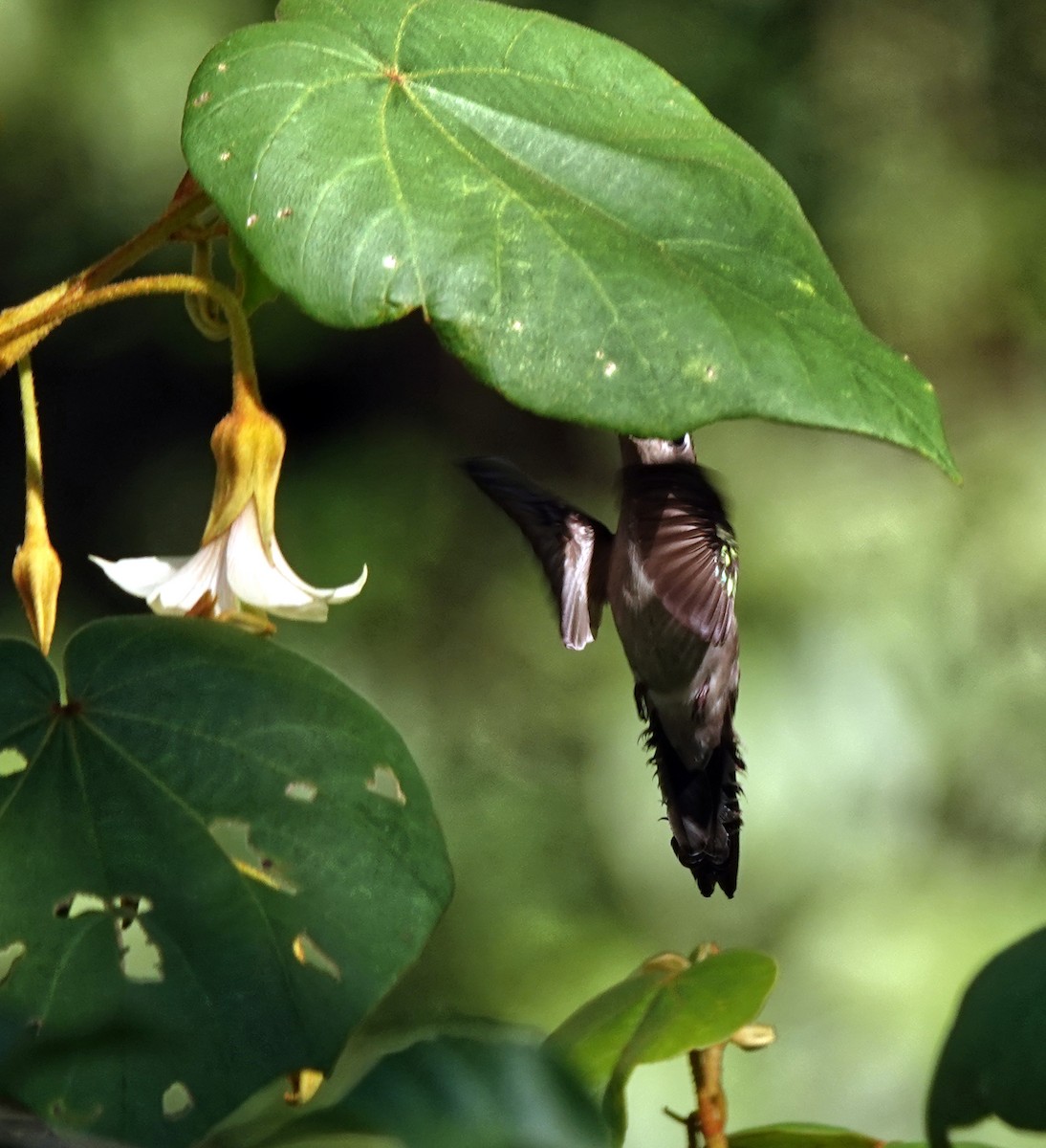 Wedge-tailed Sabrewing - ML649878378