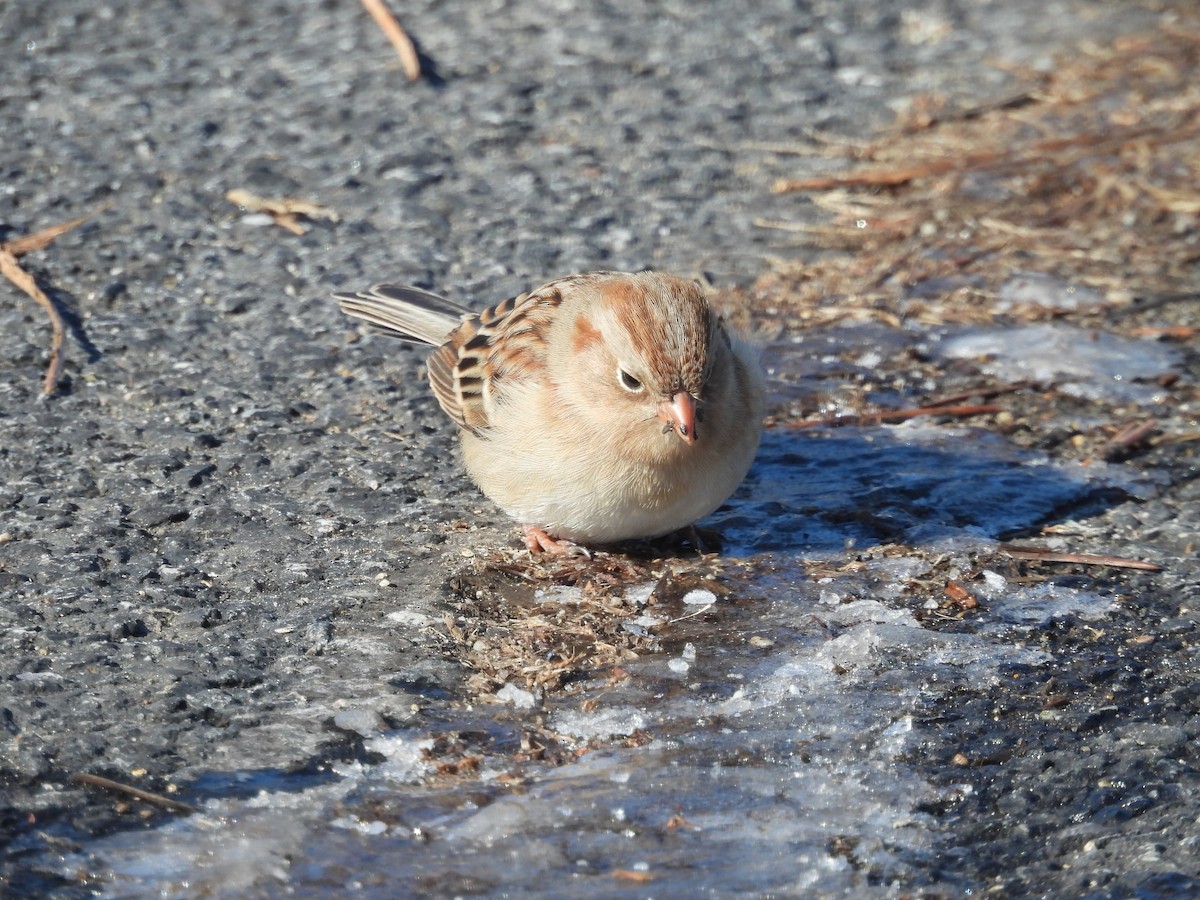 Field Sparrow - ML649879497