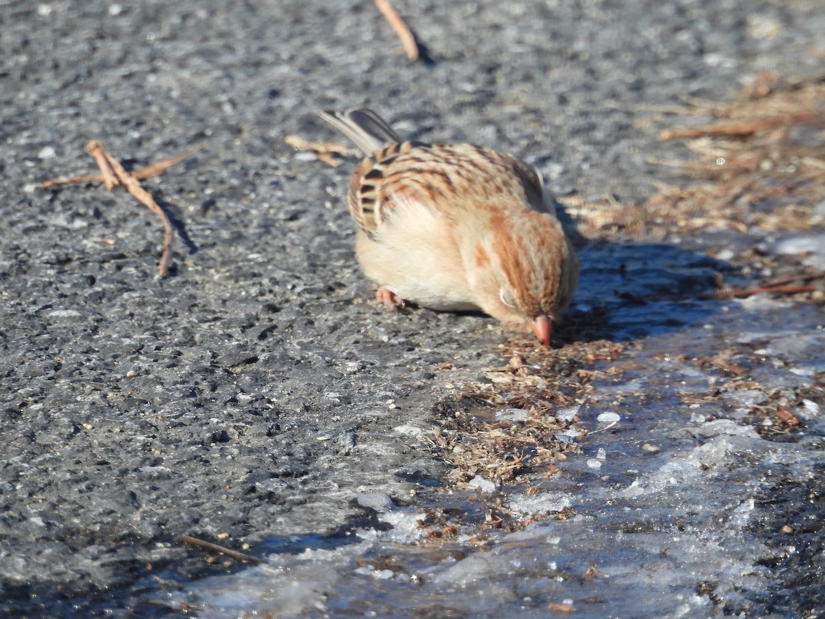 Field Sparrow - ML649879515