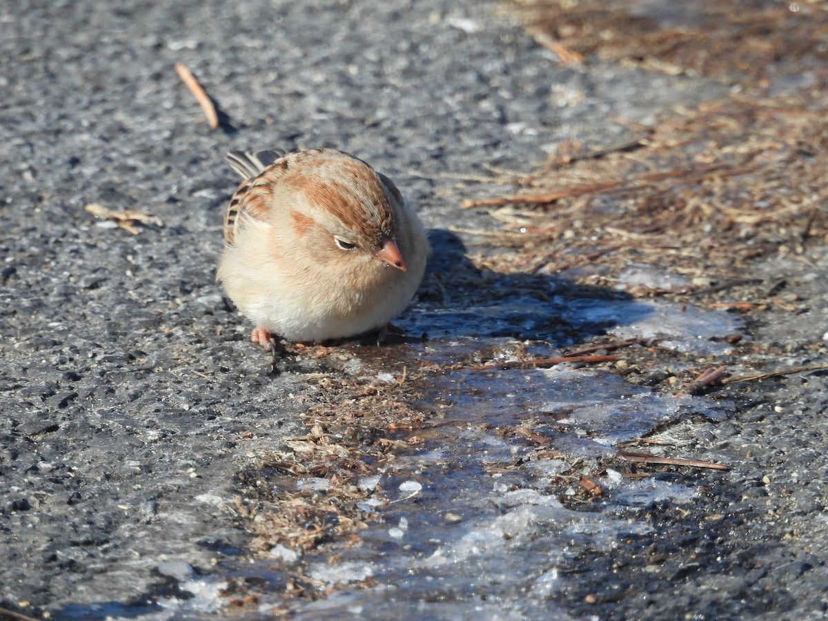 Field Sparrow - ML649879516