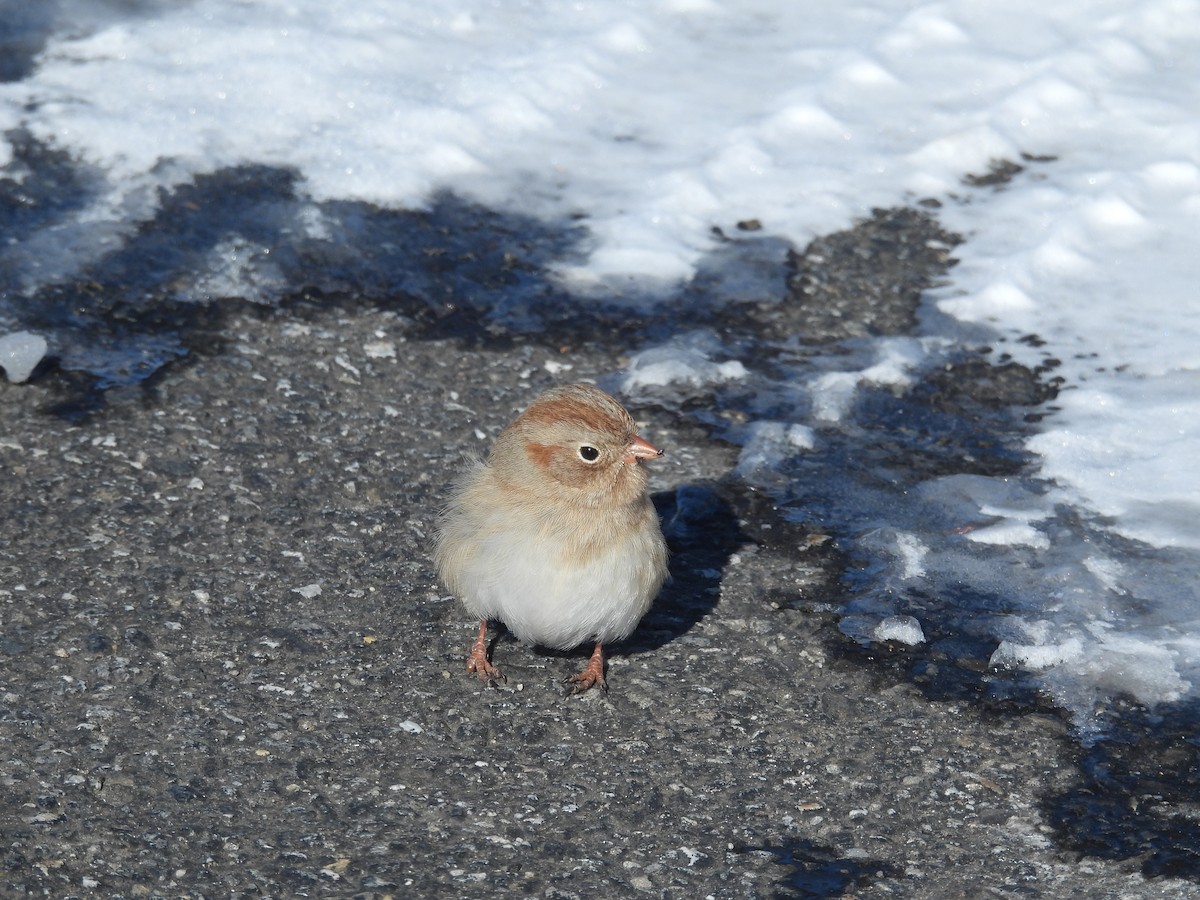 Field Sparrow - ML649879518