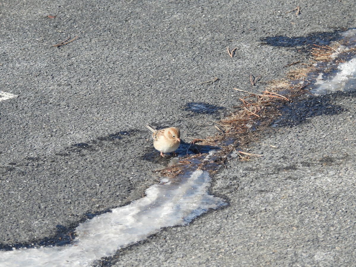 Field Sparrow - ML649879524