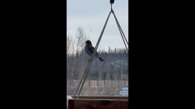 Goldzeisig - ML649879644