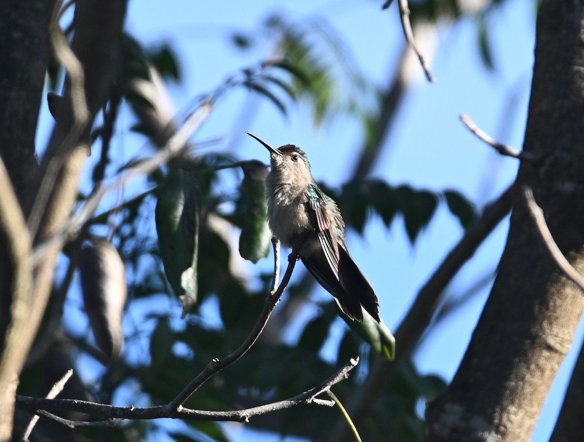 Wedge-tailed Sabrewing (Wedge-tailed) - ML649879885