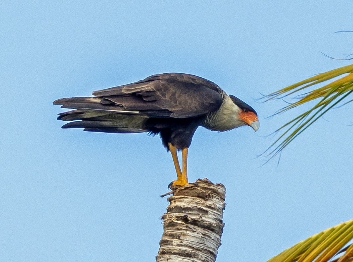 Crested Caracara (Northern) - ML649880780