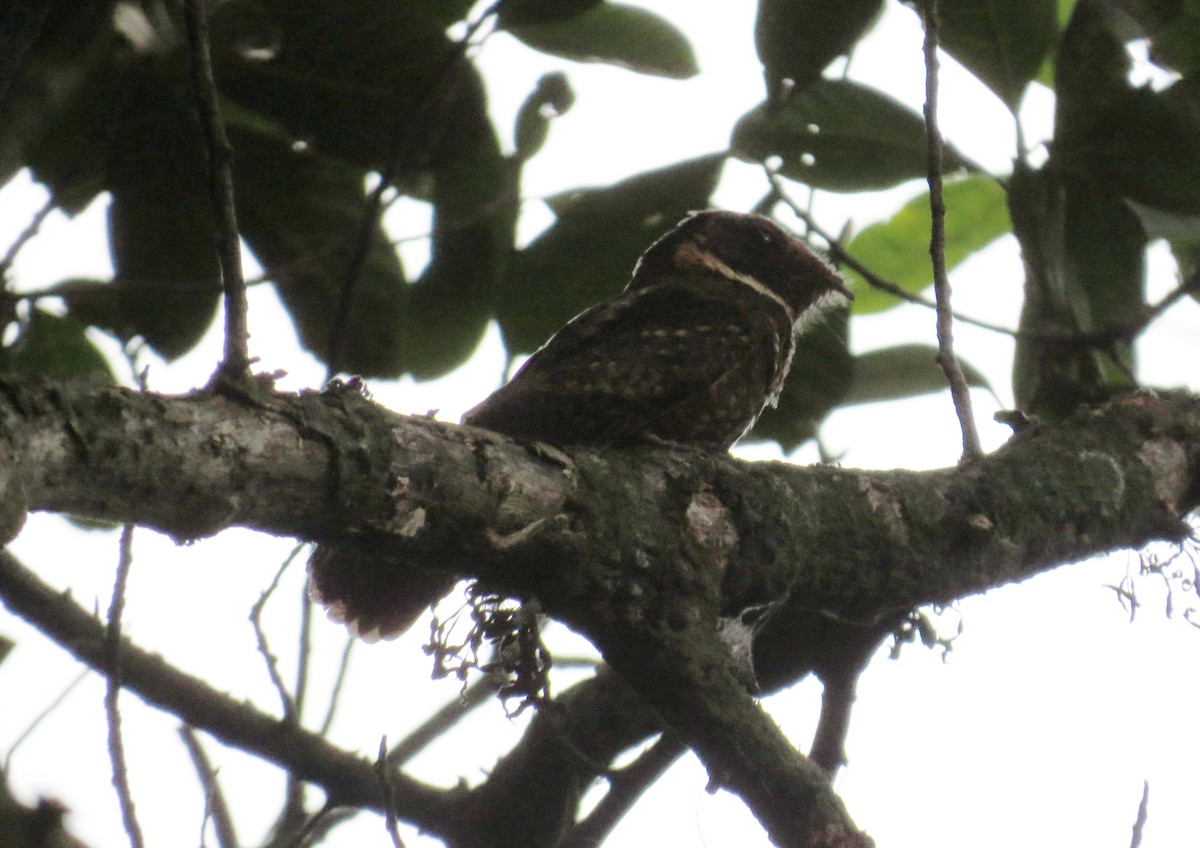 Rufous Nightjar - ML64988081