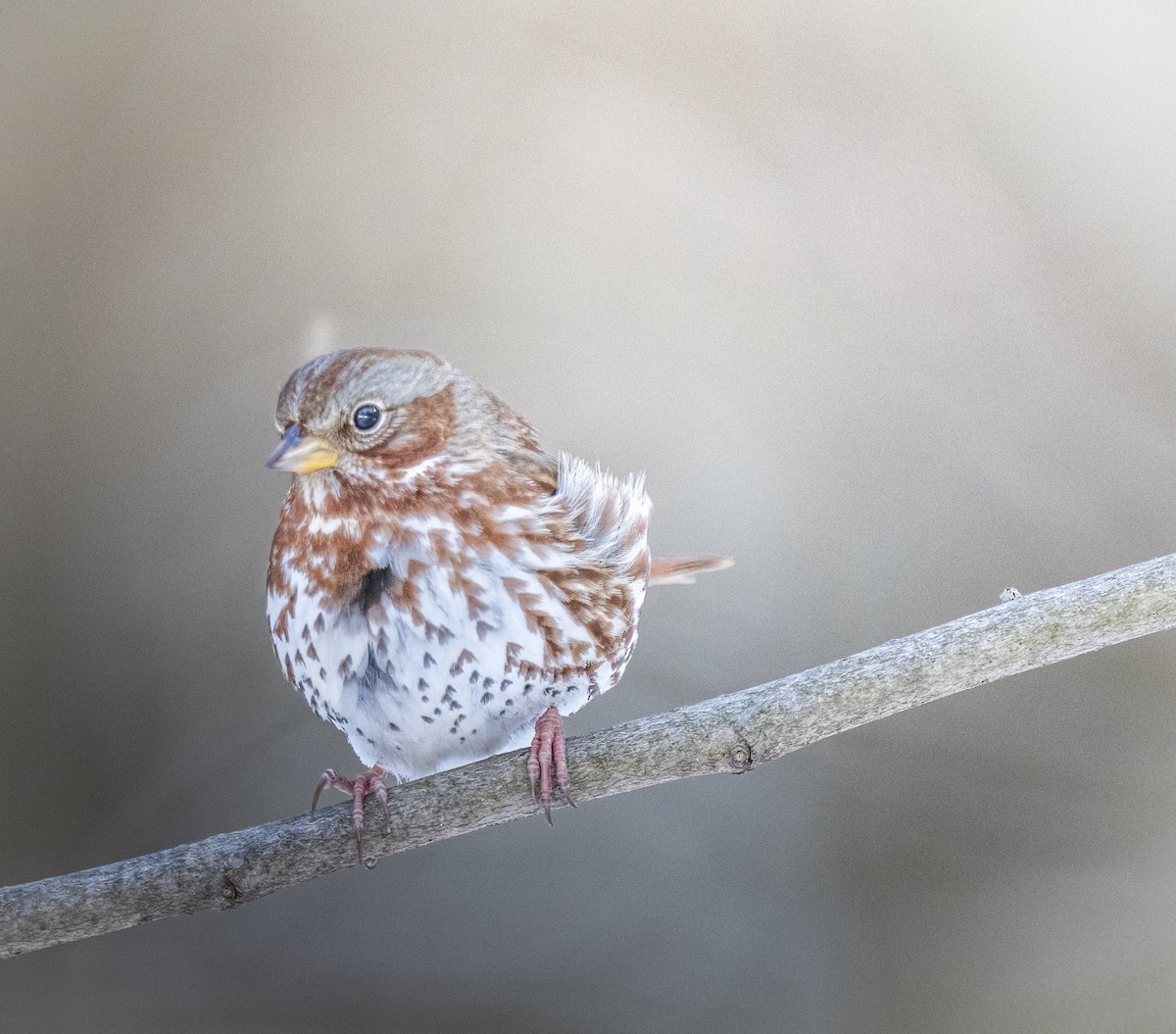 Chingolo Zorruno - ML649881656