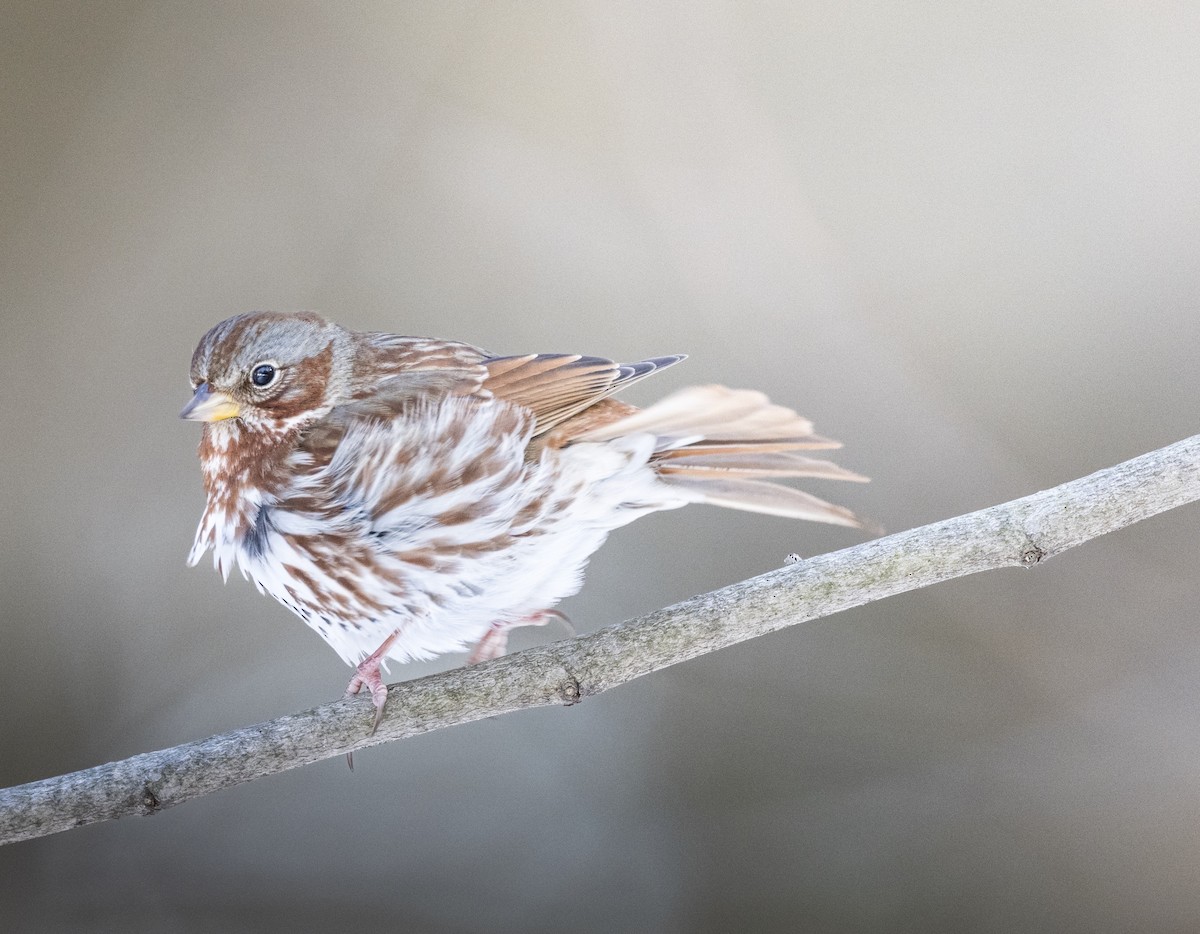 Chingolo Zorruno - ML649881657