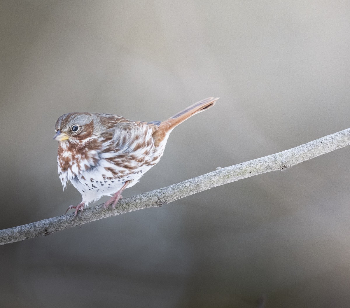 Chingolo Zorruno - ML649881658