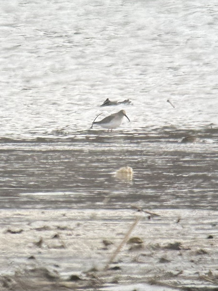 Piovanello pancianera - ML649881724