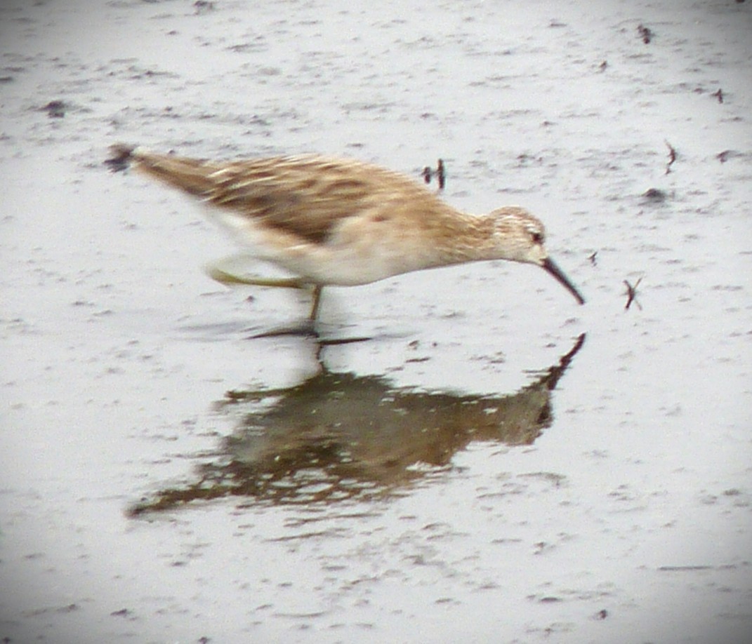 brushane - ML649882544