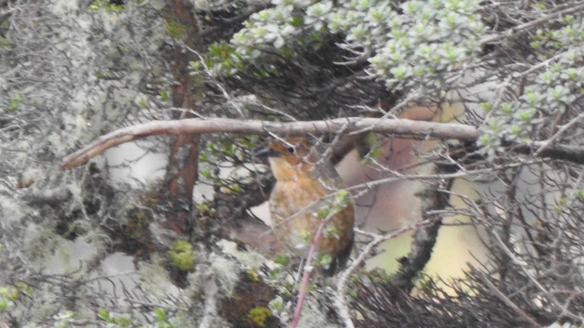 Boyaka Yerçavuşu - ML649882801