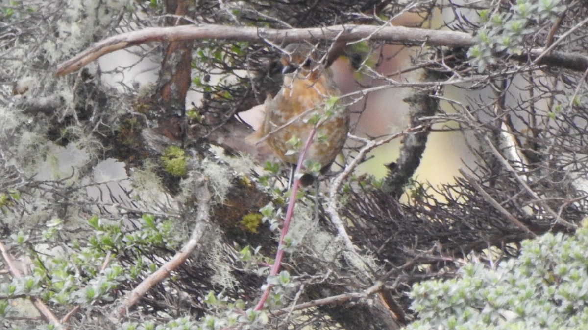 Boyaka Yerçavuşu - ML649882802