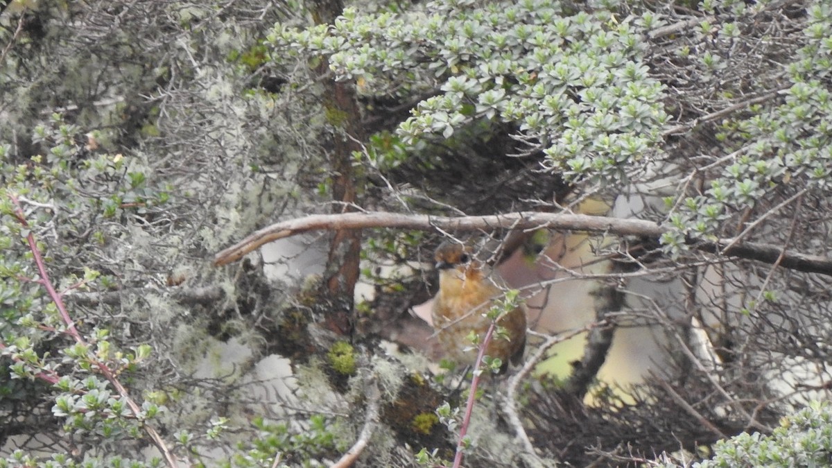 Boyaka Yerçavuşu - ML649882803