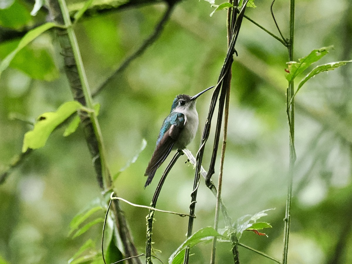 Wedge-tailed Sabrewing - ML649883029