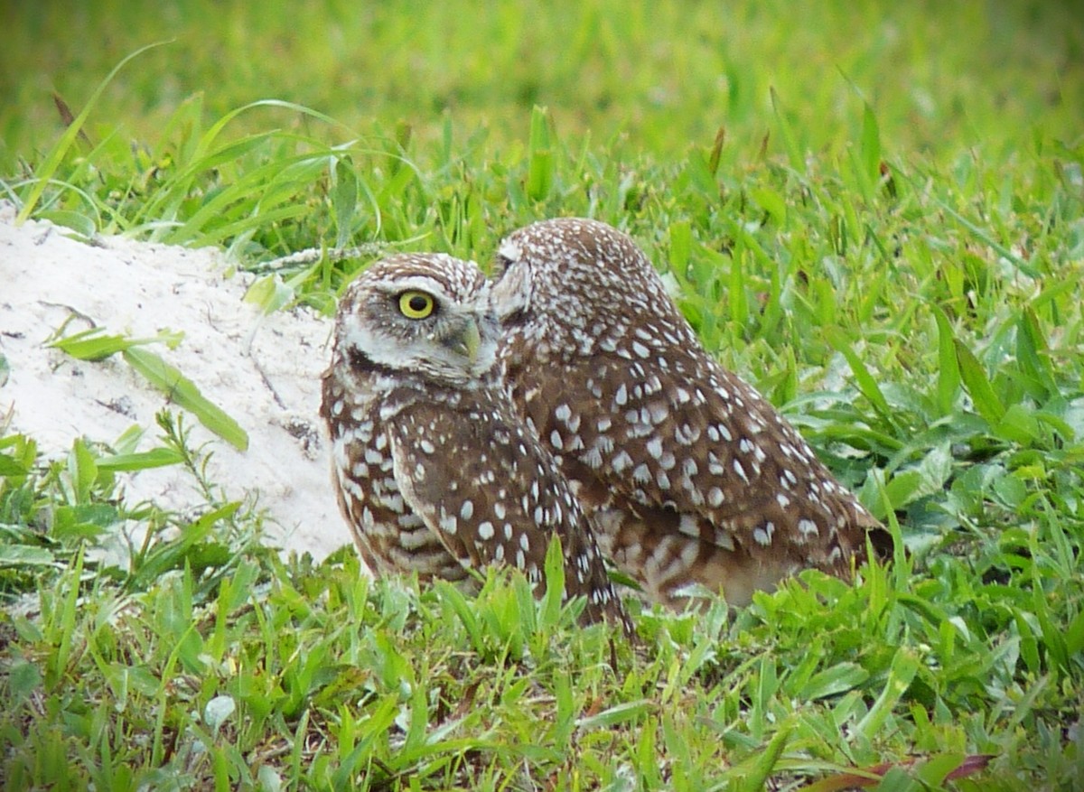 graveugle (floridana) - ML649883128