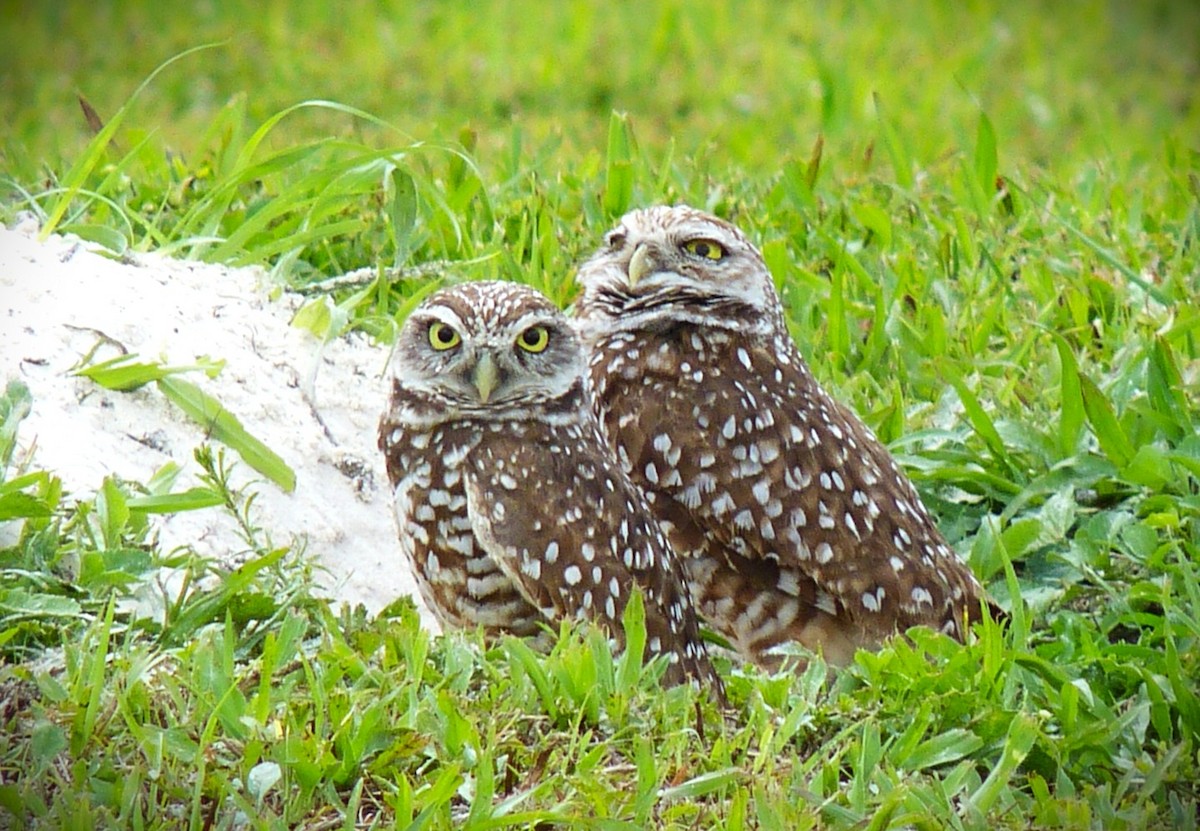 graveugle (floridana) - ML649883132