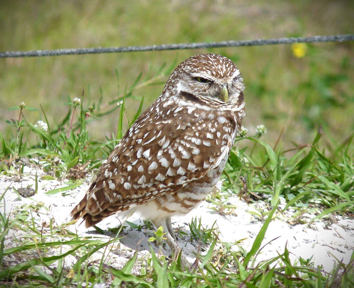 graveugle (floridana) - ML649883139