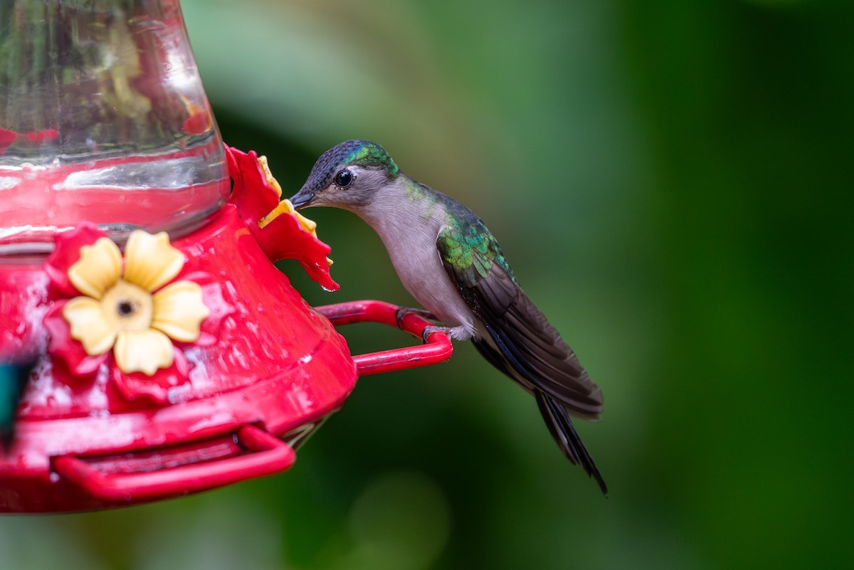 Wedge-tailed Sabrewing - ML649883707