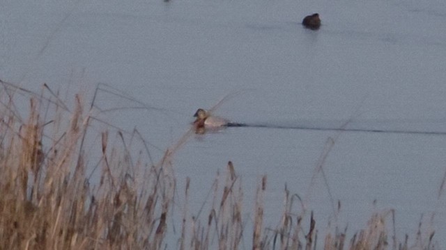 Murgilari bizkarzuria - ML649884272