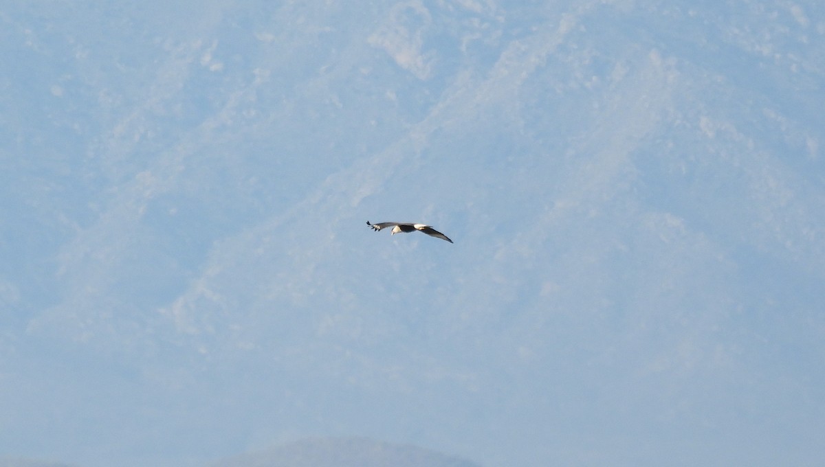 Crested Caracara (Northern) - ML649885851