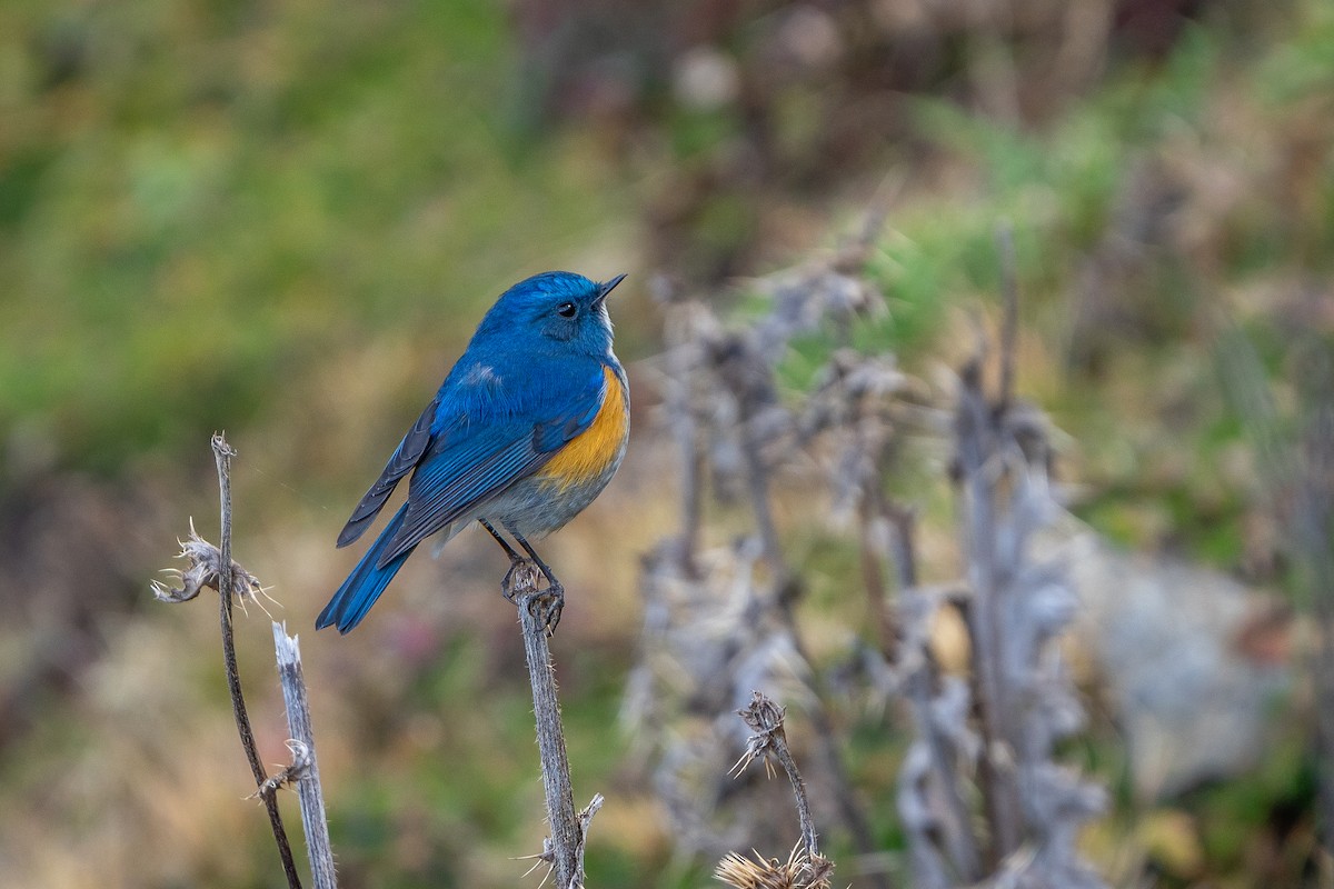 Robin de l'Himalaya - ML649886556