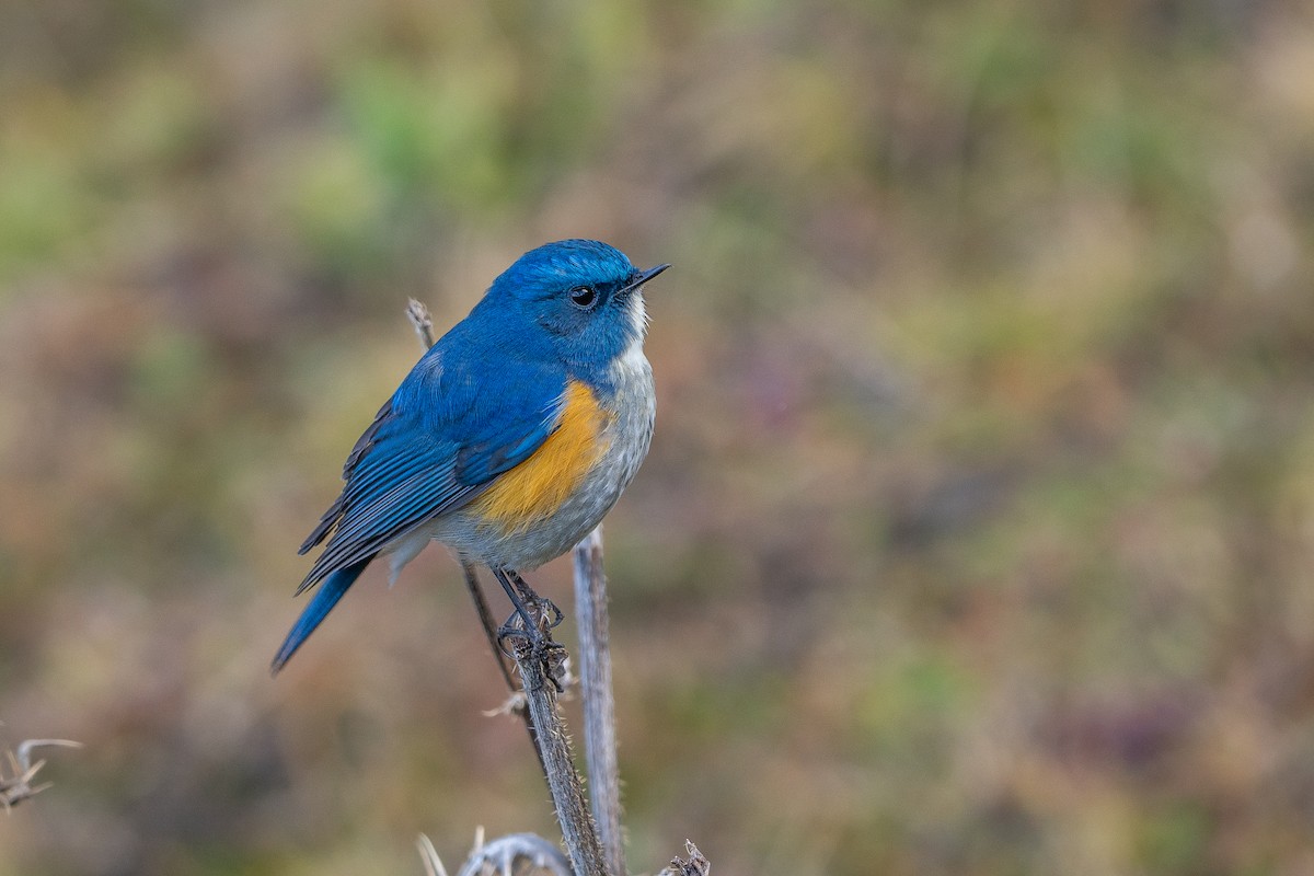 Robin de l'Himalaya - ML649886572