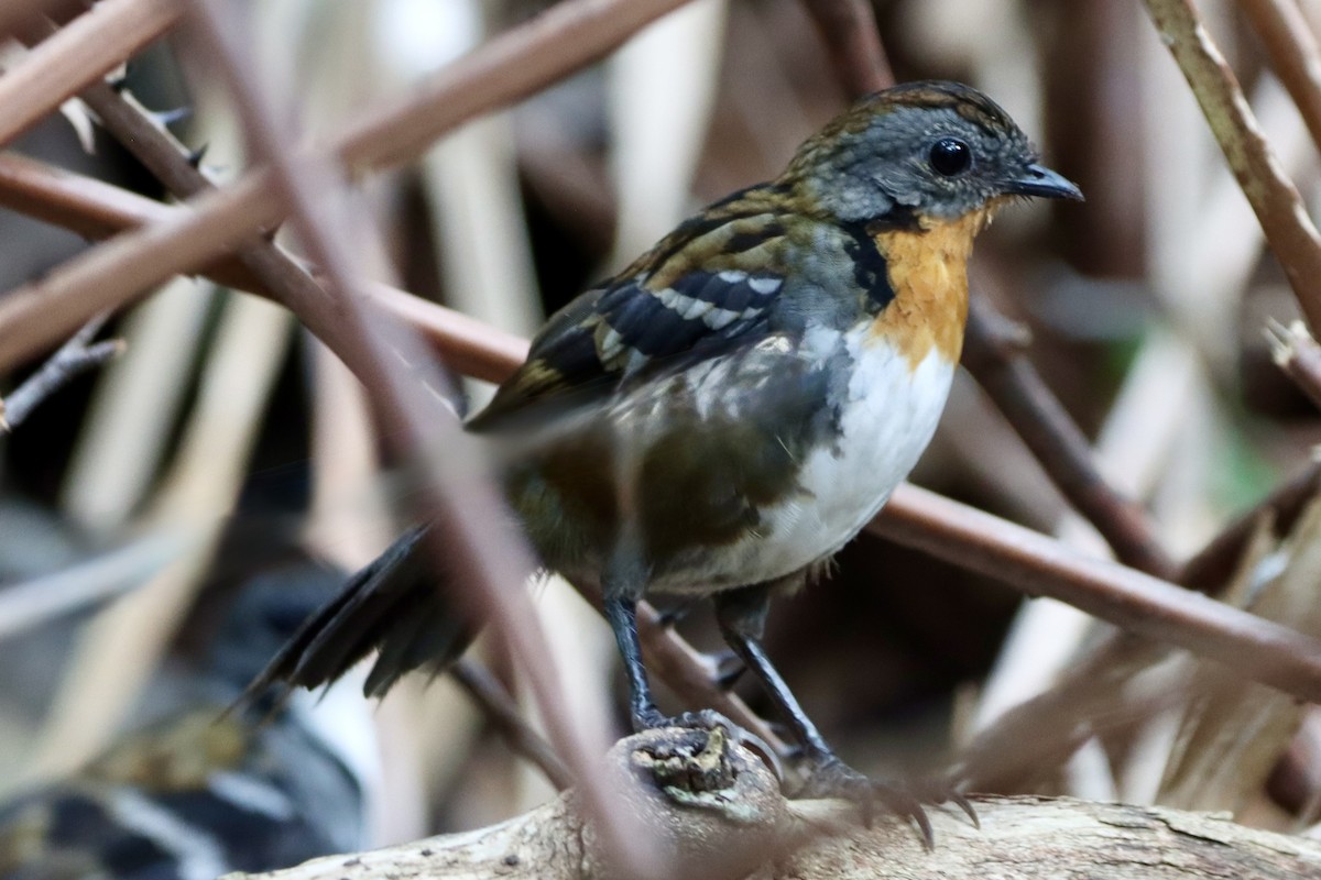 Australian Logrunner - ML649886573