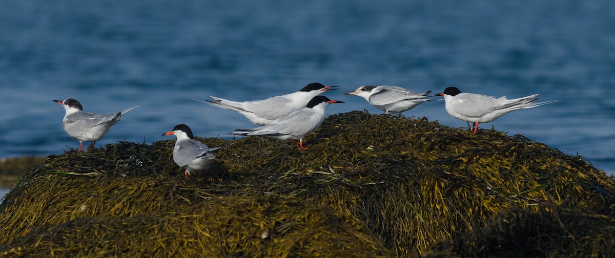 Roseate Tern - Alix d'Entremont