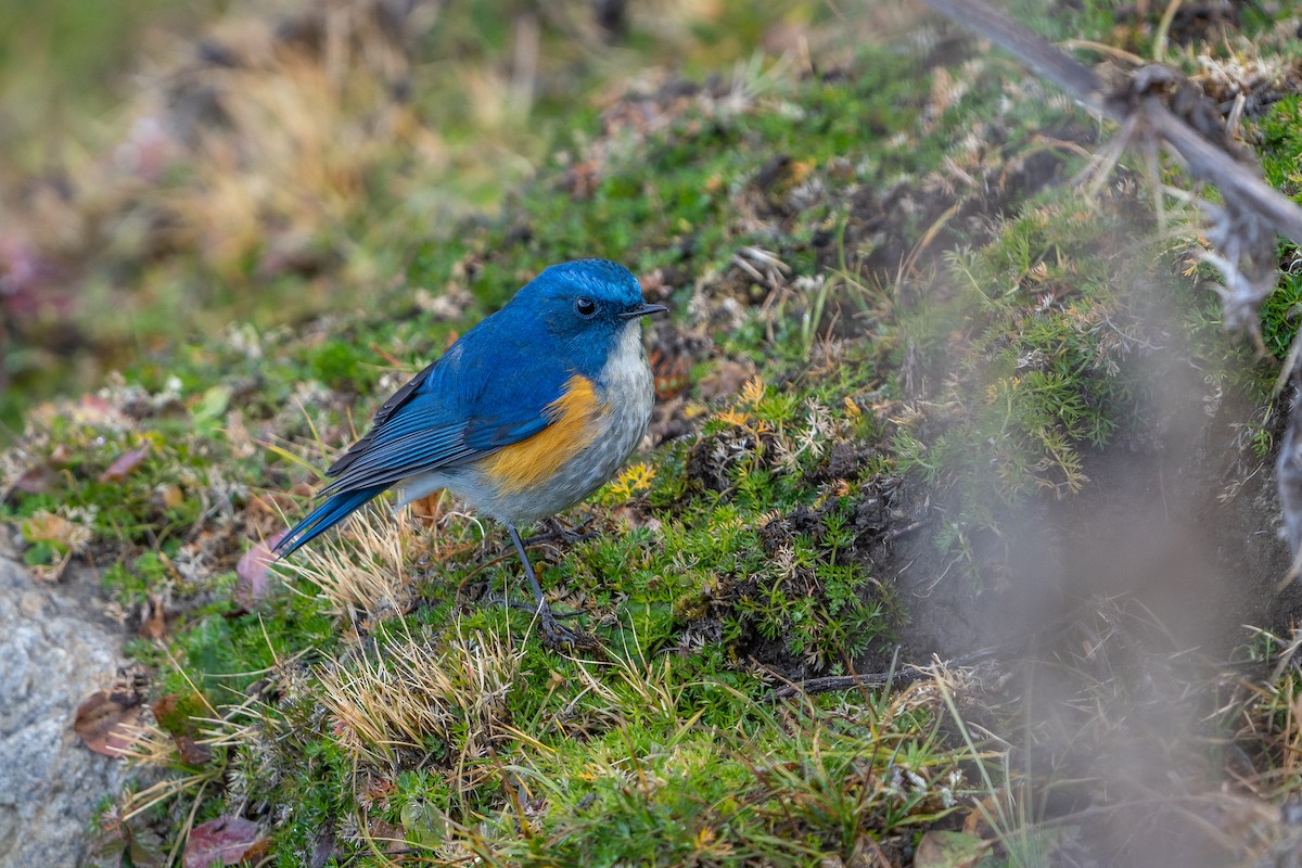 Robin de l'Himalaya - ML649886678