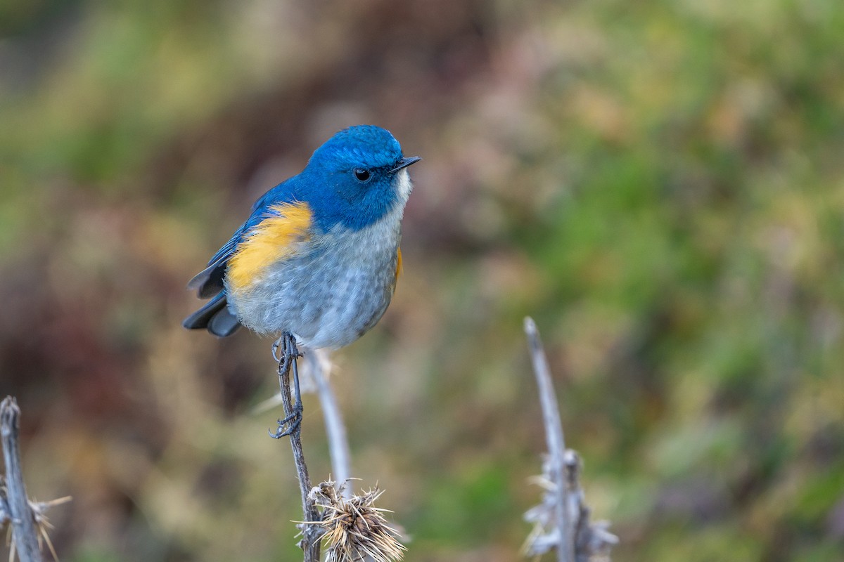 Robin de l'Himalaya - ML649886711