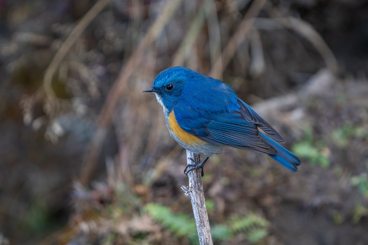 Robin de l'Himalaya - ML649886738