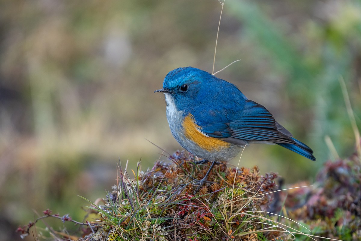 Robin de l'Himalaya - ML649886751