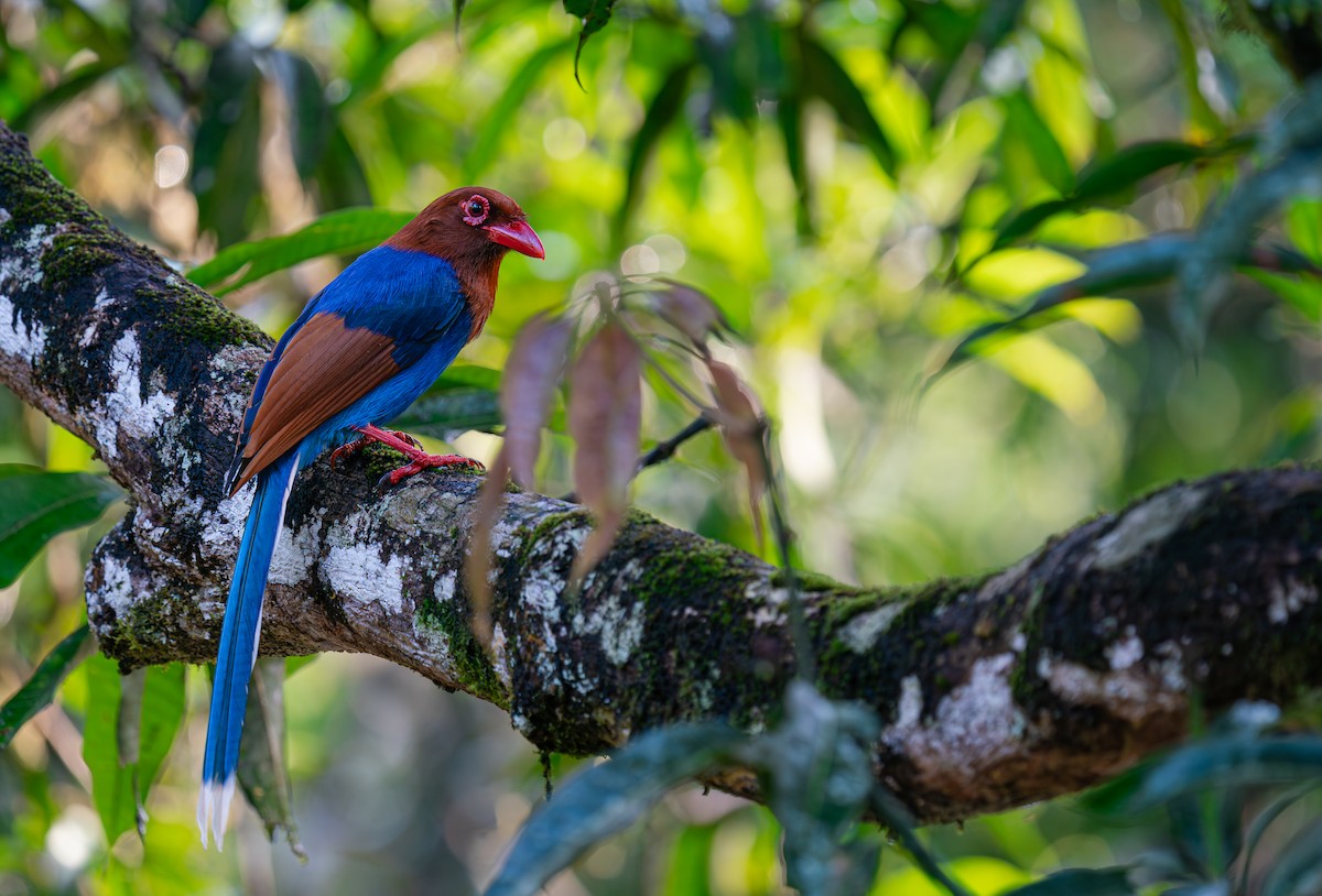 kraska srílanská - ML649886861