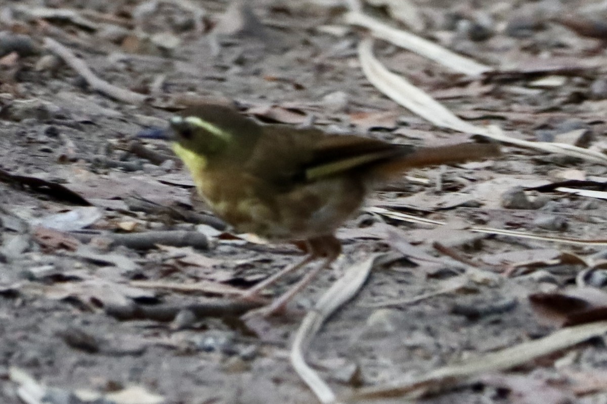Yellow-throated Scrubwren - ML649886872