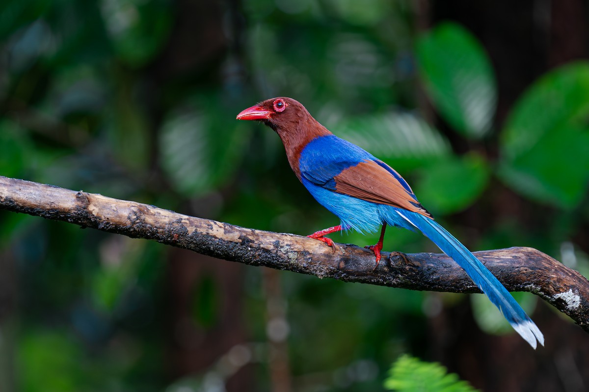 Sri Lanka Blue-Magpie - ML649886874