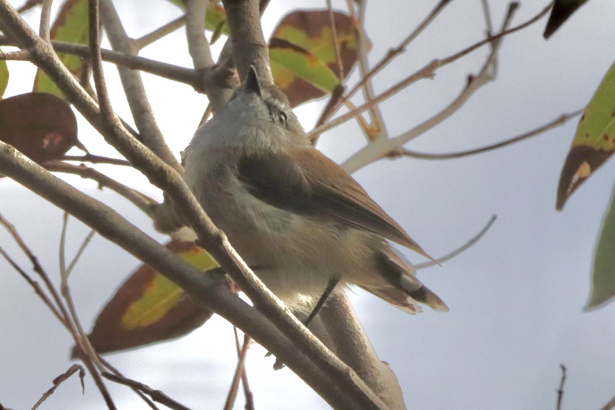 Brown Gerygone - ML649886884