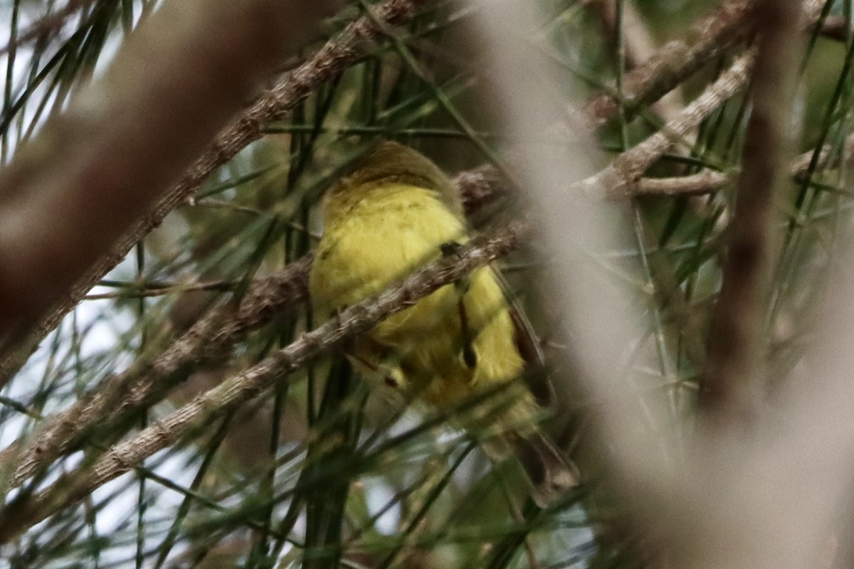 Yellow Thornbill - ML649886900