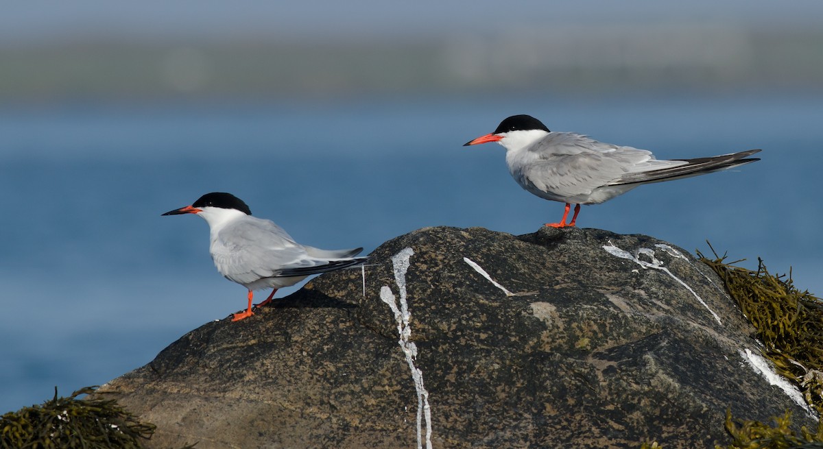 Roseate Tern - Alix d'Entremont