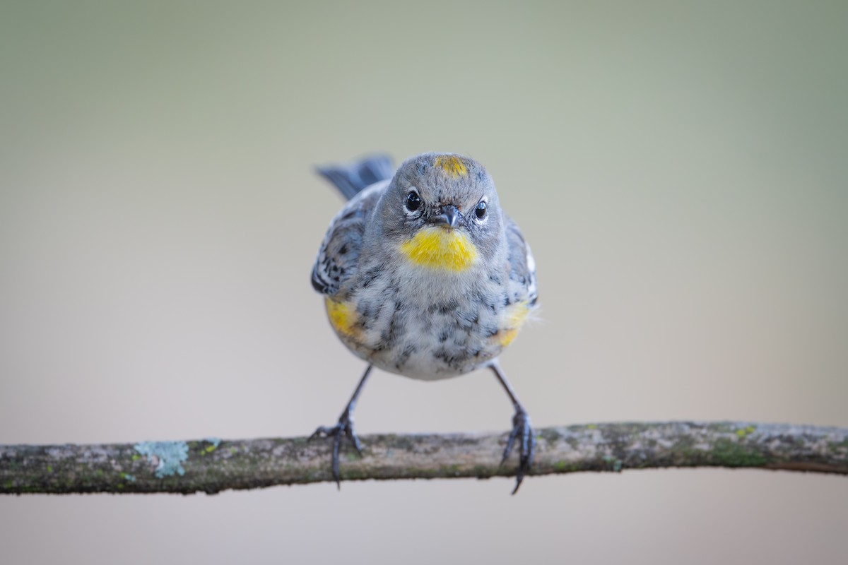 Reinita Coronada (de Audubon) - ML649887241