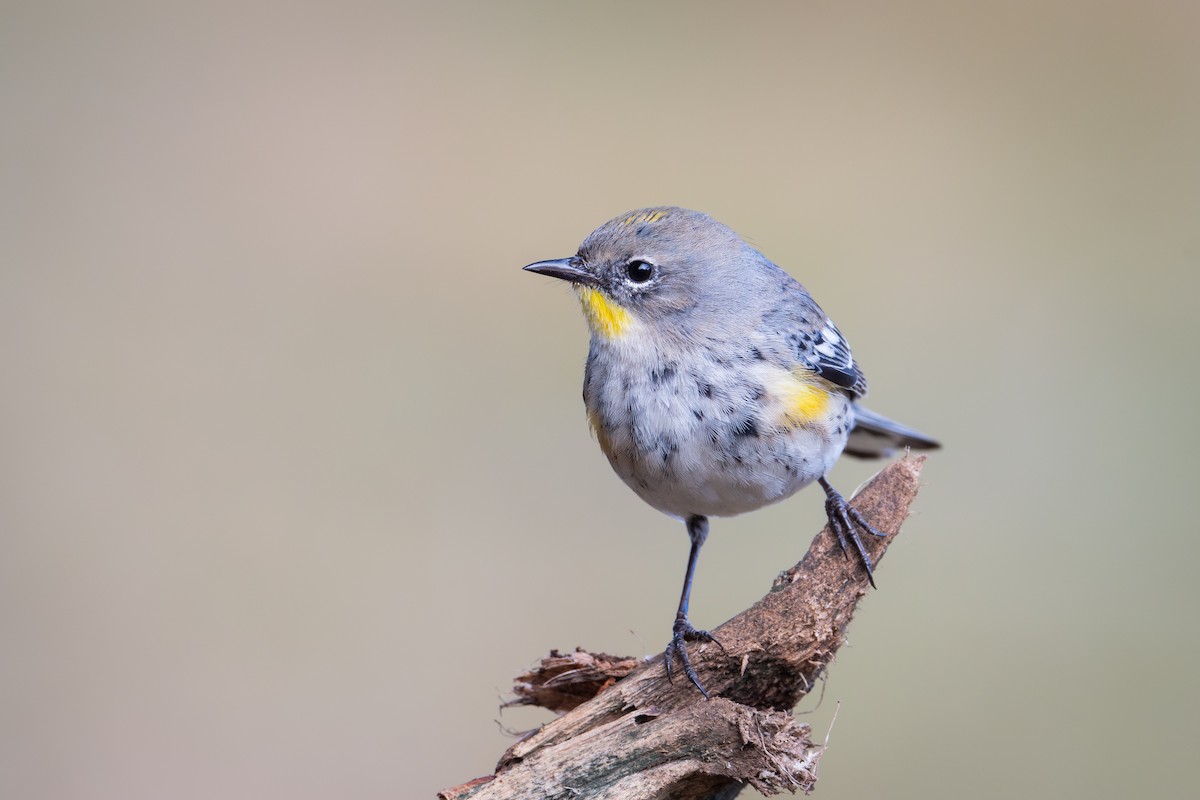 Reinita Coronada (de Audubon) - ML649887242